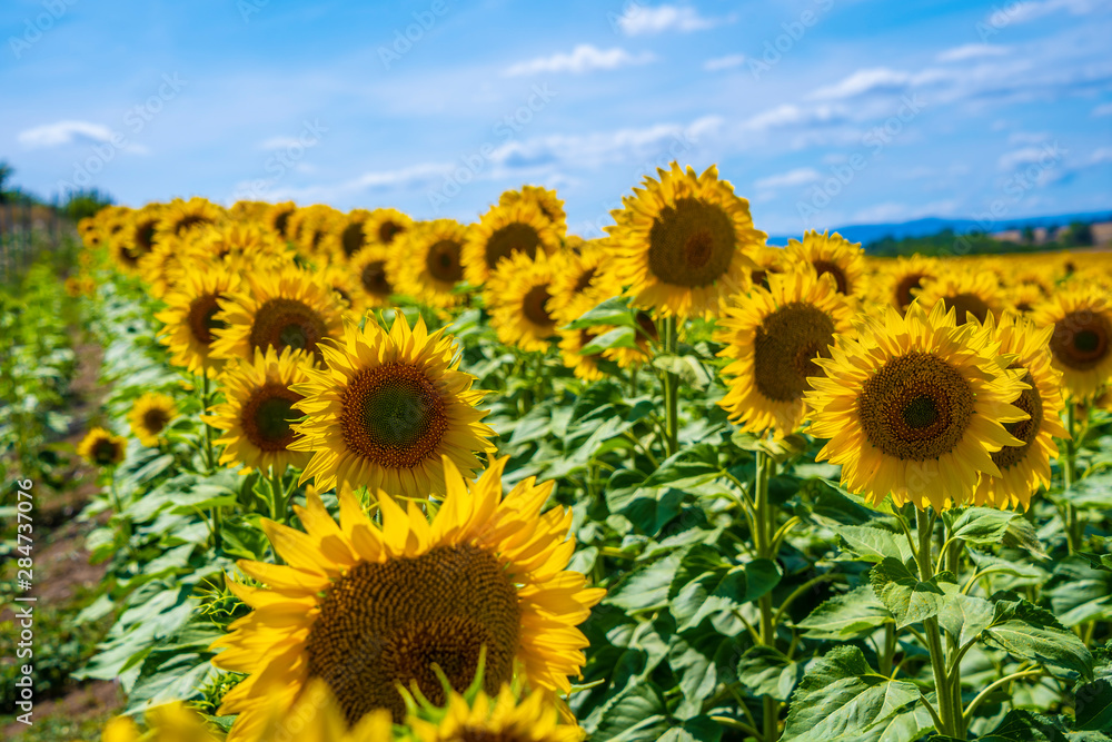 A field of sunflowers on a summer afternoon