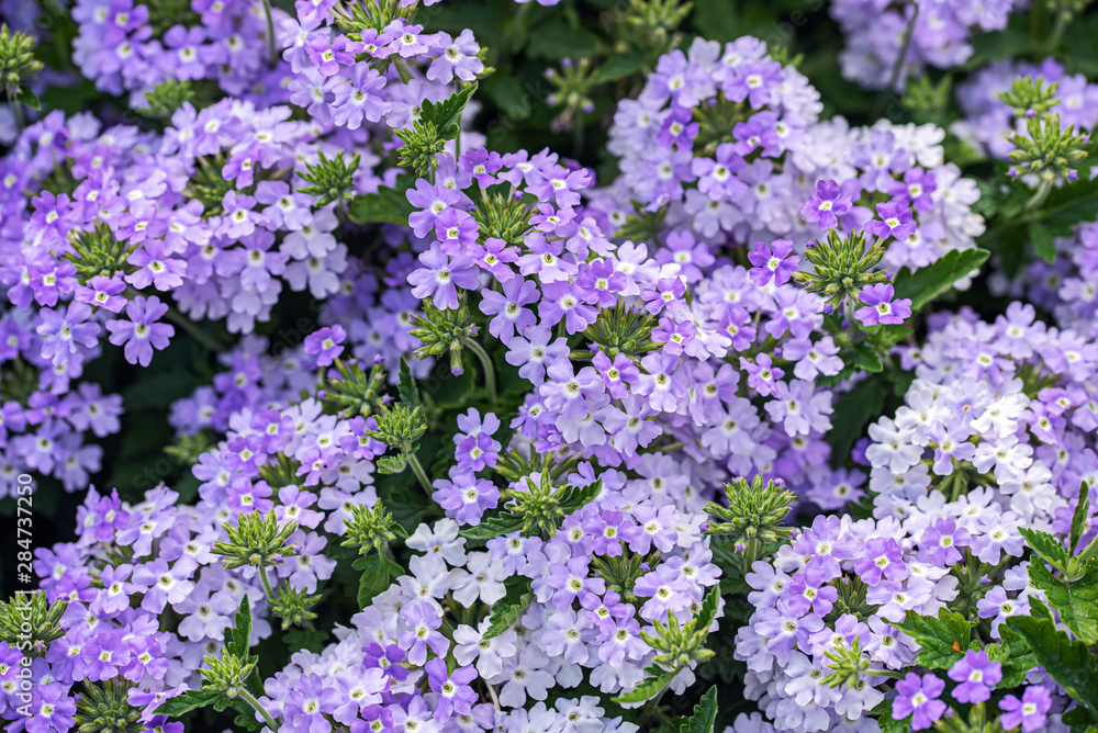 Pattern of small purple garden phlox flowers