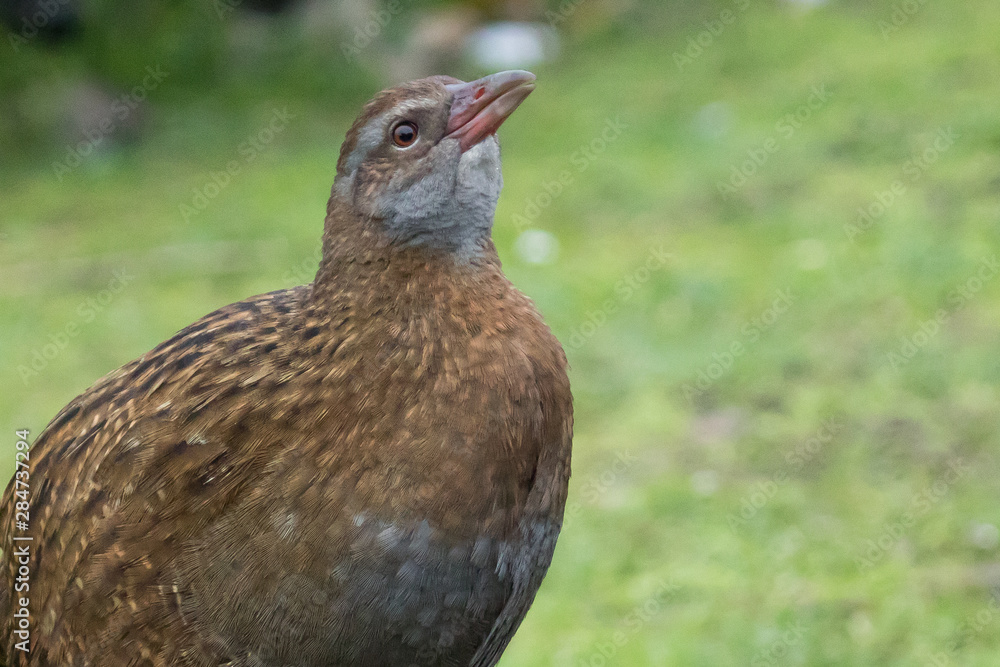 Fototapeta premium Weka New Zealand Endemic Rail