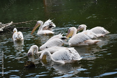 The great white pelican (Pelecanus Onocrotalus) also known as the eastern white pelican, rosy pelican or white pelican, is a large water   bird in the family Pelecanidae. A group of pelicans on water.
