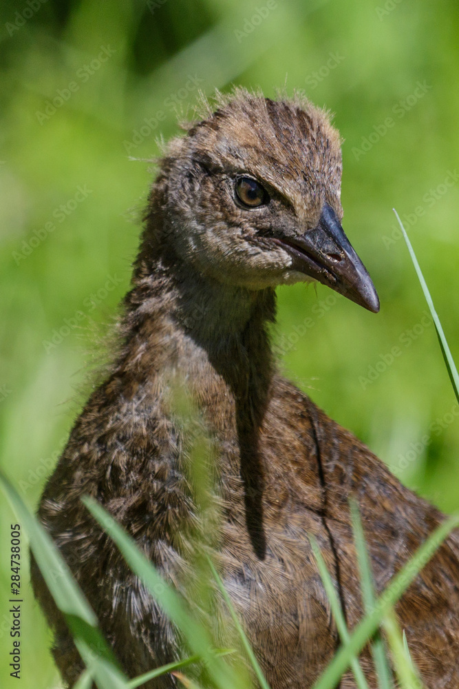 Weka New Zealand Endemic Rail Weka New Zealand Endemic Rail
