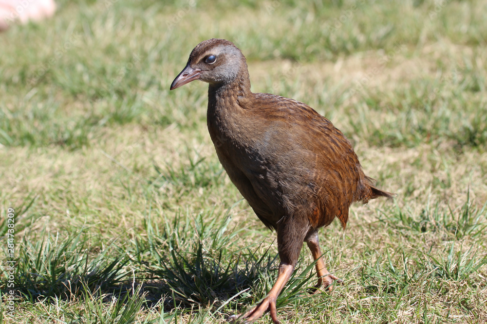 Fototapeta premium Weka New Zealand Endemic Rail