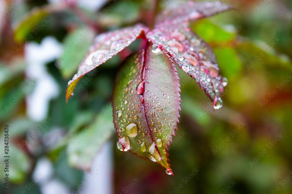 red and green leaf with water droplets red and green leaf with water droplets