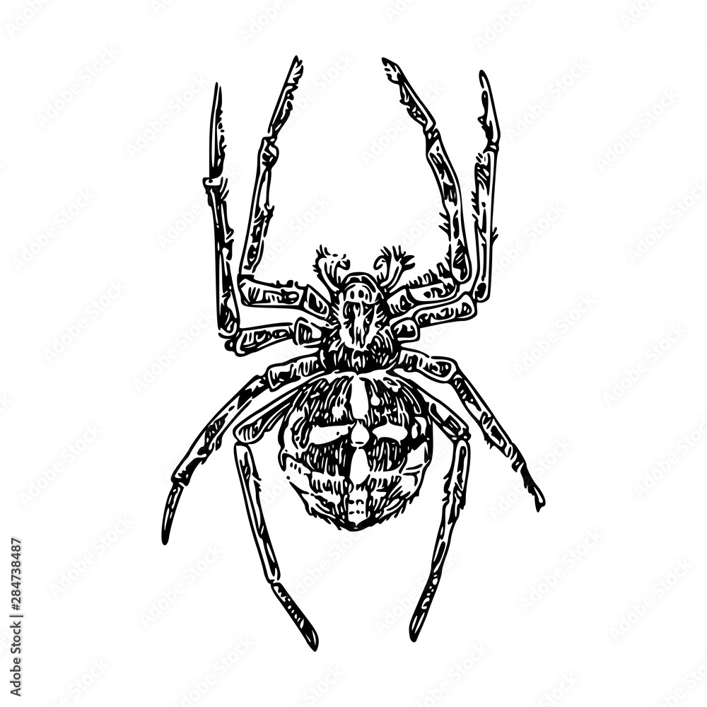 Large spider cross. Sketch. Engraving style. Vector illustration... Large spider cross. Sketch. Engraving style. Vector illustration...
