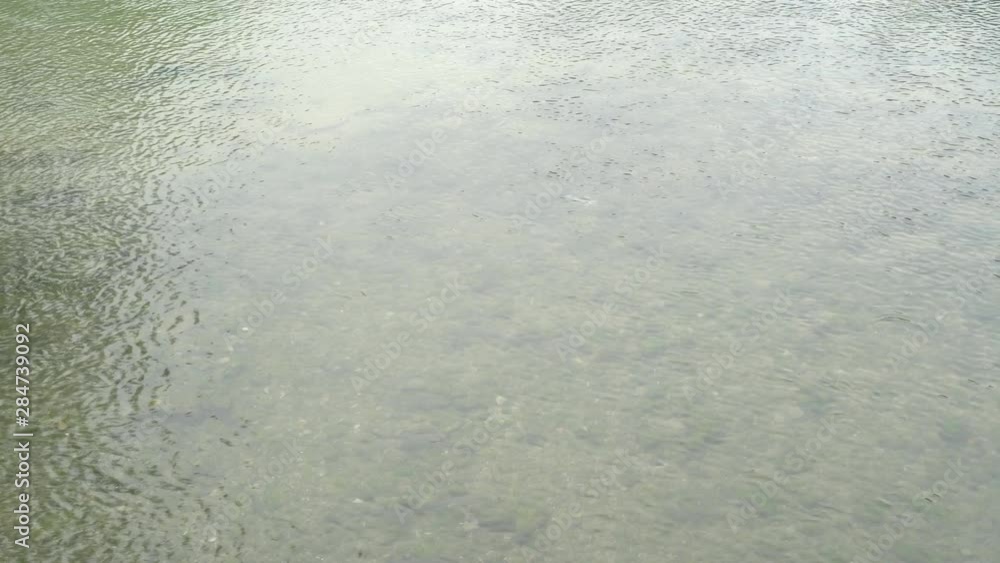 Fish in the river flips on its side and sparkles with scales in the sun in summer Fish in the river flips on its side and sparkles with scales in the sun in summer