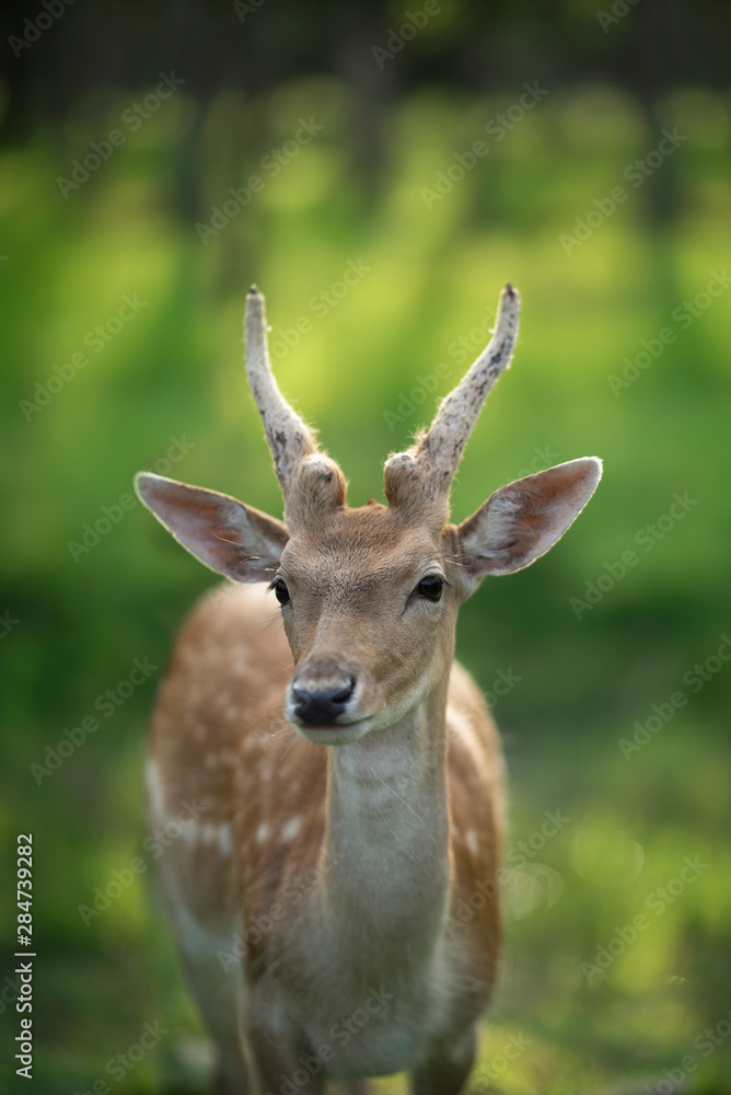 Portrait of a young deer