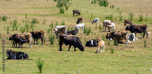 Wallpaper Mural view grazing cows Torontodigital.ca