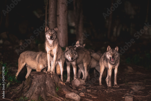 Fototapeta wolf pack waiting for food at night