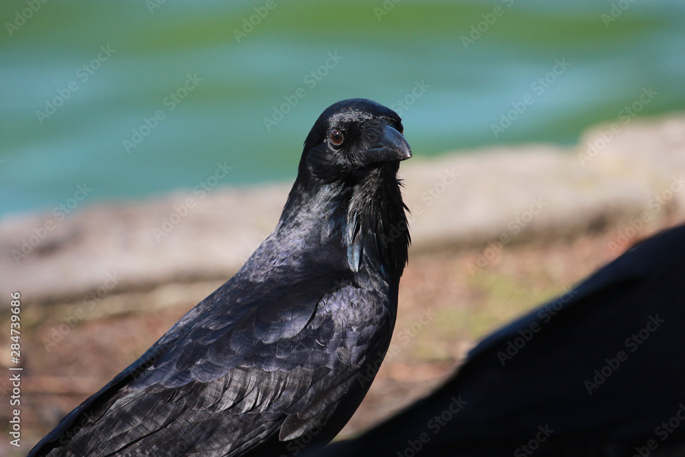 Obraz premium Australian Raven