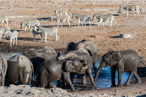 A herd of African Elephants -Loxodonta Africana- Drinking from, and bathing, in the Chudop Waterhole in Etosha National Park, Namibia. photo