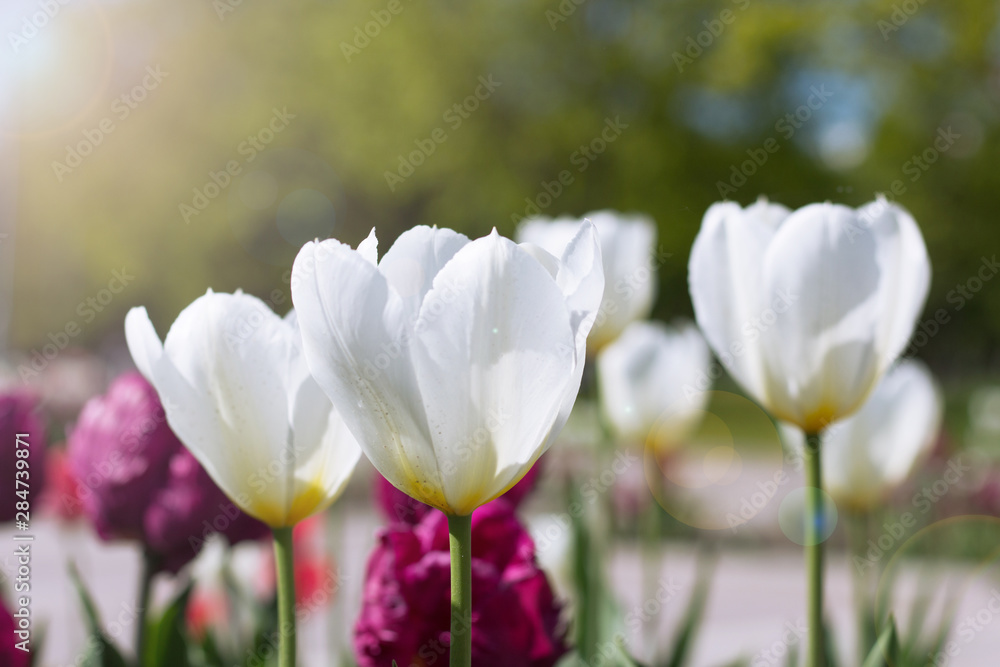 Colorful white tulips and white narcissus in garden. Colorful white tulips and white narcissus in garden.