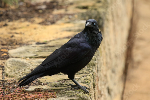 Australian Raven