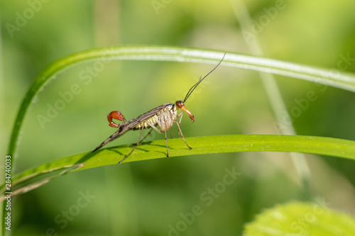 Photos Male common scorpionfly (Panorpa communis) resting on a leaf