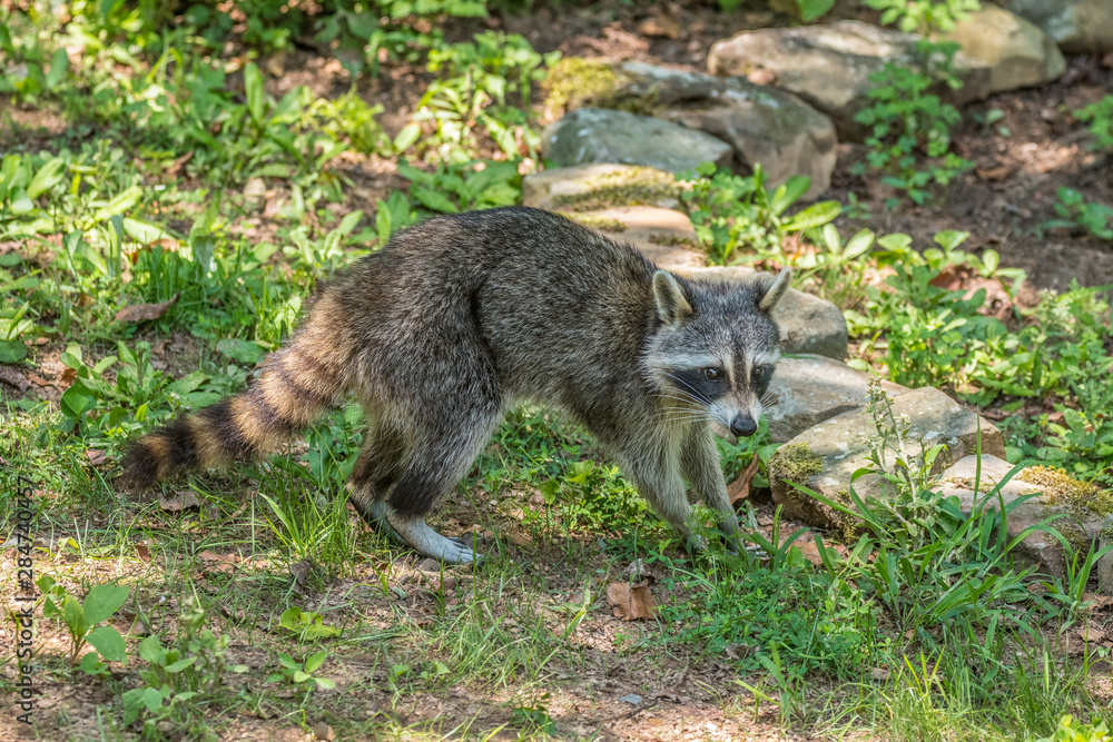 Raccoon looking for food Raccoon looking for food