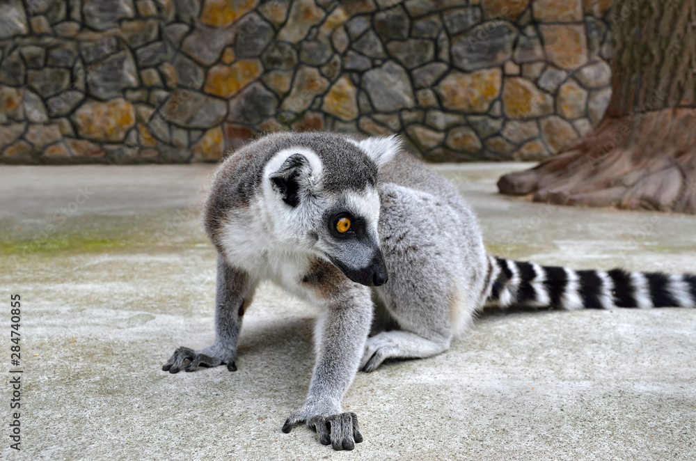 Obraz premium Ring-tailed lemur in a zoo close up
