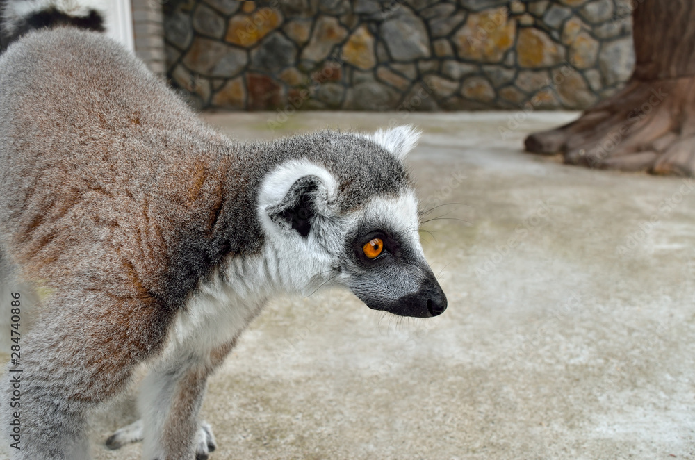 Ring-tailed lemur in a zoo close up
