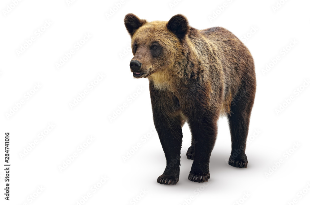 Fototapeta premium Big brown bear Isolated on a white background.