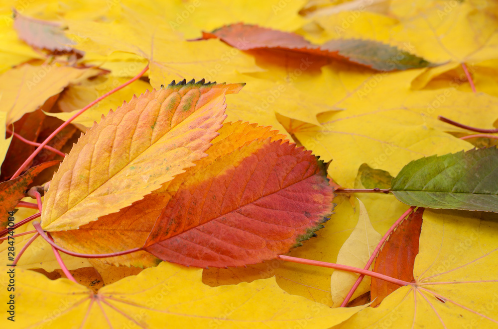 Texture of yellowed and fallen autumn leaves close-up.