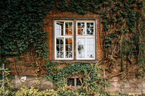Fotografija Green ivy covers brick wall with windows