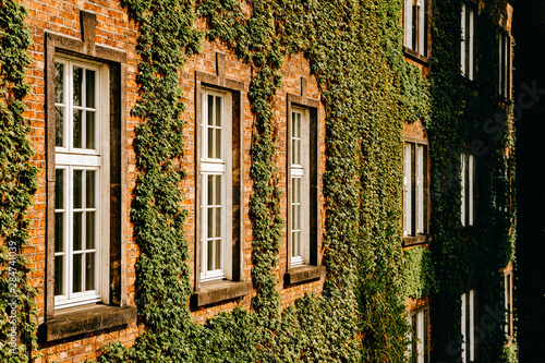 Green ivy covers brick wall with windows