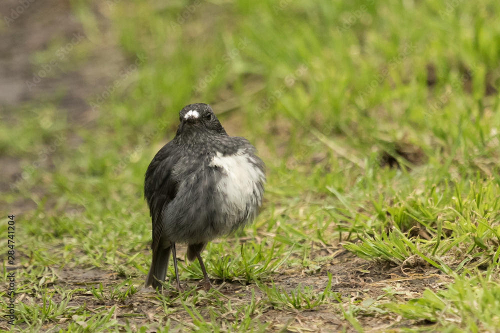 Obraz premium New Zealand Robin