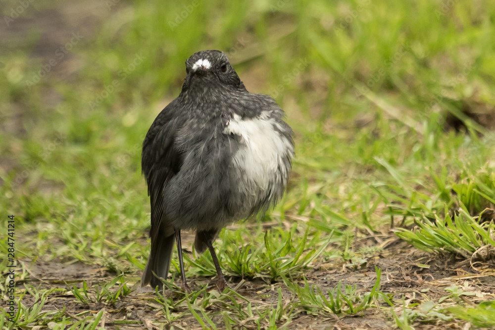 Fototapeta premium New Zealand Robin