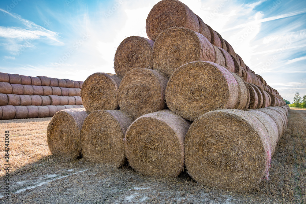 huge straw pile of Hay roll bales on among harvested field. cattle bedding huge straw pile of Hay roll bales on among harvested field. cattle bedding