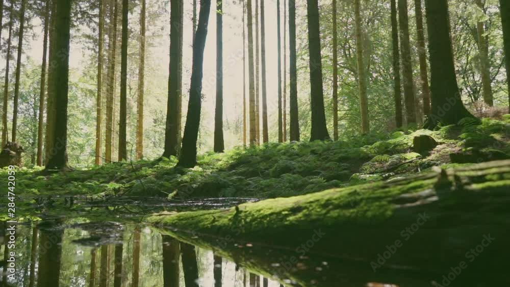 Slowly panorama shot of a beautiful spot in the magical forest Slowly panorama shot of a beautiful spot in the magical forest