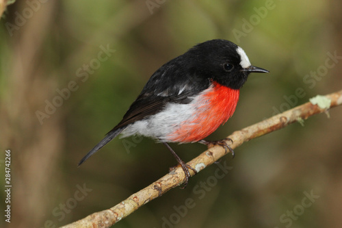 Pacific Robin in Australia