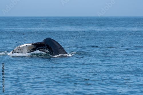 Humpback whale tail © KarthikMani