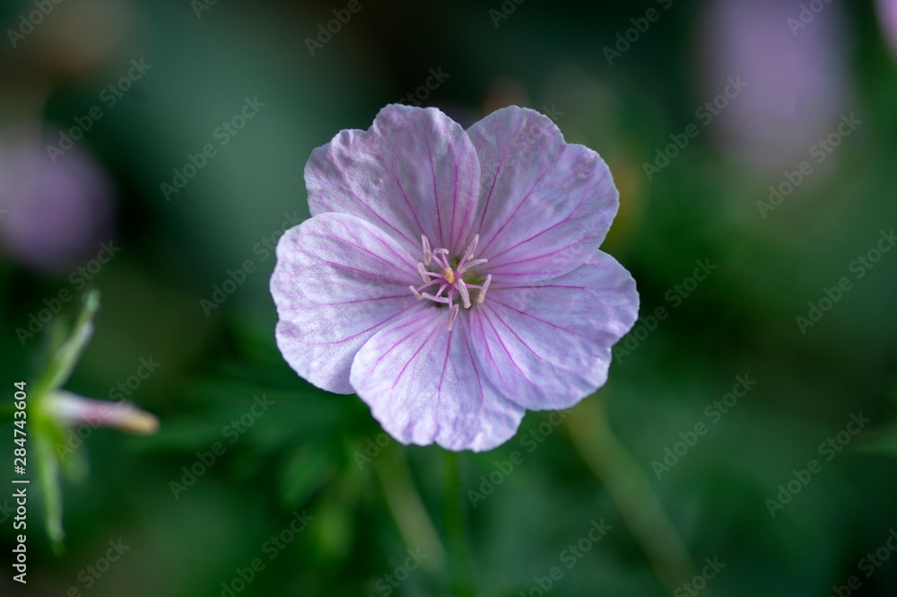 Geranium sanguineum Striatum beautiful ornamental park flowering plant, group of light pink white flowers in bloom Geranium sanguineum Striatum beautiful ornamental park flowering plant, group of light pink white flowers in bloom