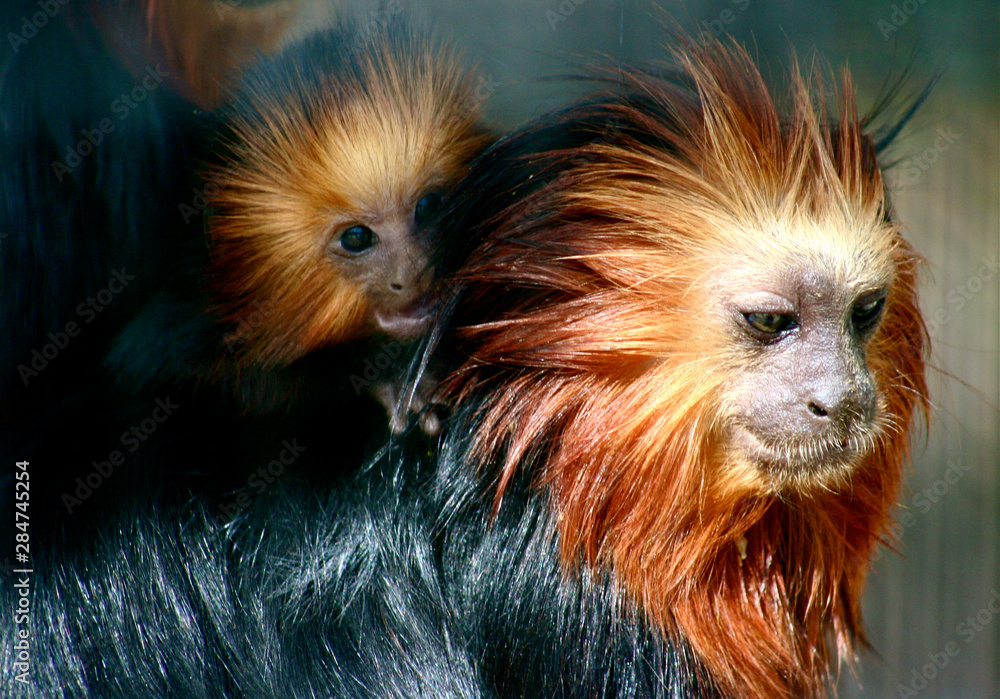 Baby Monkey with Parent Baby Monkey with Parent