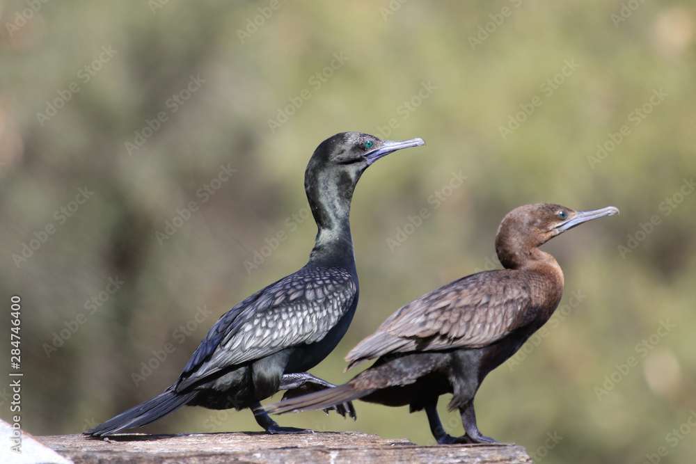 Fototapeta premium Little Black Shag Cormorant in Australasia