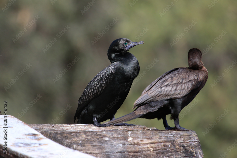 Little Black Shag Cormorant in Australasia Little Black Shag Cormorant in Australasia