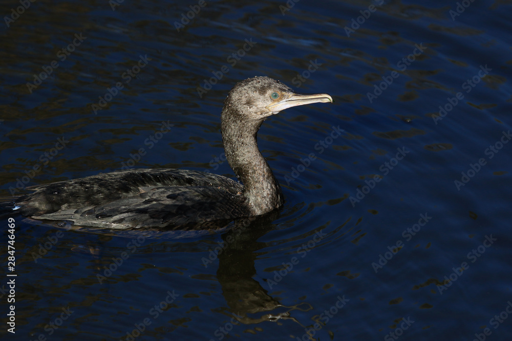 Little Black Shag Cormorant in Australasia Little Black Shag Cormorant in Australasia