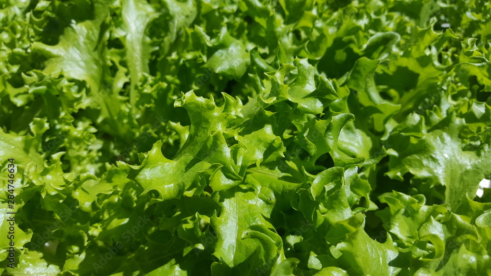 Lettuce plants with hydroponic methods, look fertile and fresh as fresh vegetables Lettuce plants with hydroponic methods, look fertile and fresh as fresh vegetables