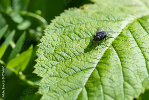 a black fly sits on a green leaf