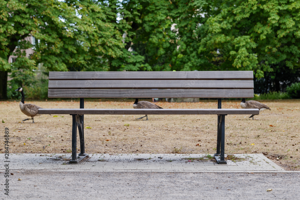 View of wooden empty bench without people and background of geese and green bush in park. View of wooden empty bench without people and background of geese and green bush in park.