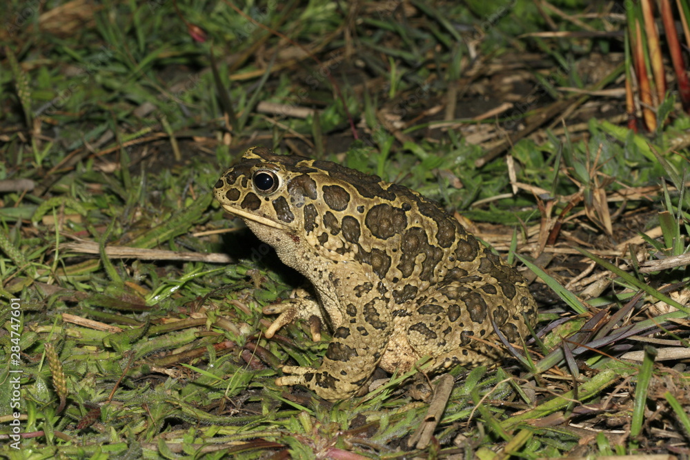 Fototapeta premium bufo viridis, crapaud vert toad au maroc atlas