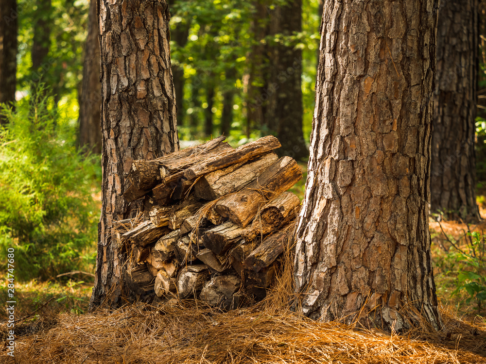 Firewood pile in forest. Split wood logs stacked between pine trees in rustic outdoor camping area. Firewood pile in forest. Split wood logs stacked between pine trees in rustic outdoor camping area.