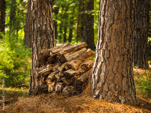 Firewood pile in forest. Split wood logs stacked between pine trees in rustic outdoor camping area.