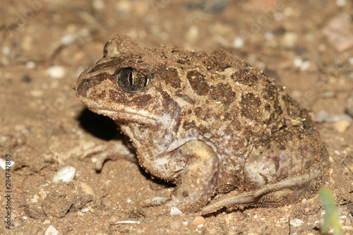 Pelobates Fuscus Pelobates brun maroc