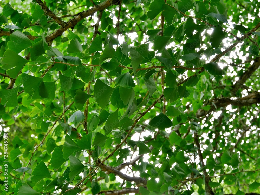 Gingko-Baum