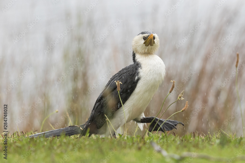 Obraz premium Little Shag Cormorant in Australasia