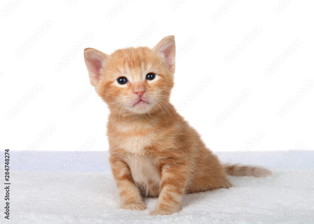 Ginger tabby kitten hotsell