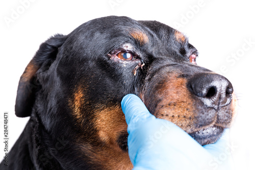 Red puffy inflamed dog's eyes with an infection photo