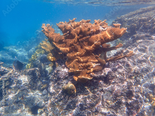 Wallpaper Mural An underwater photo of a beautifully patterned Elkhorn coral. Torontodigital.ca