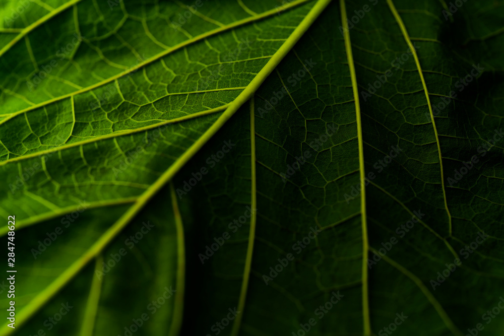 Green leaf background close-up. Green leaf texture for background. Green leaf background close-up. Green leaf texture for background.