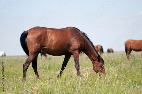 Fototapeta Naklejka Na Ścianę i Meble -  cheval de Doñana espagne marais reserve biologique de Doñana