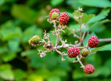 Redberry fruit plant